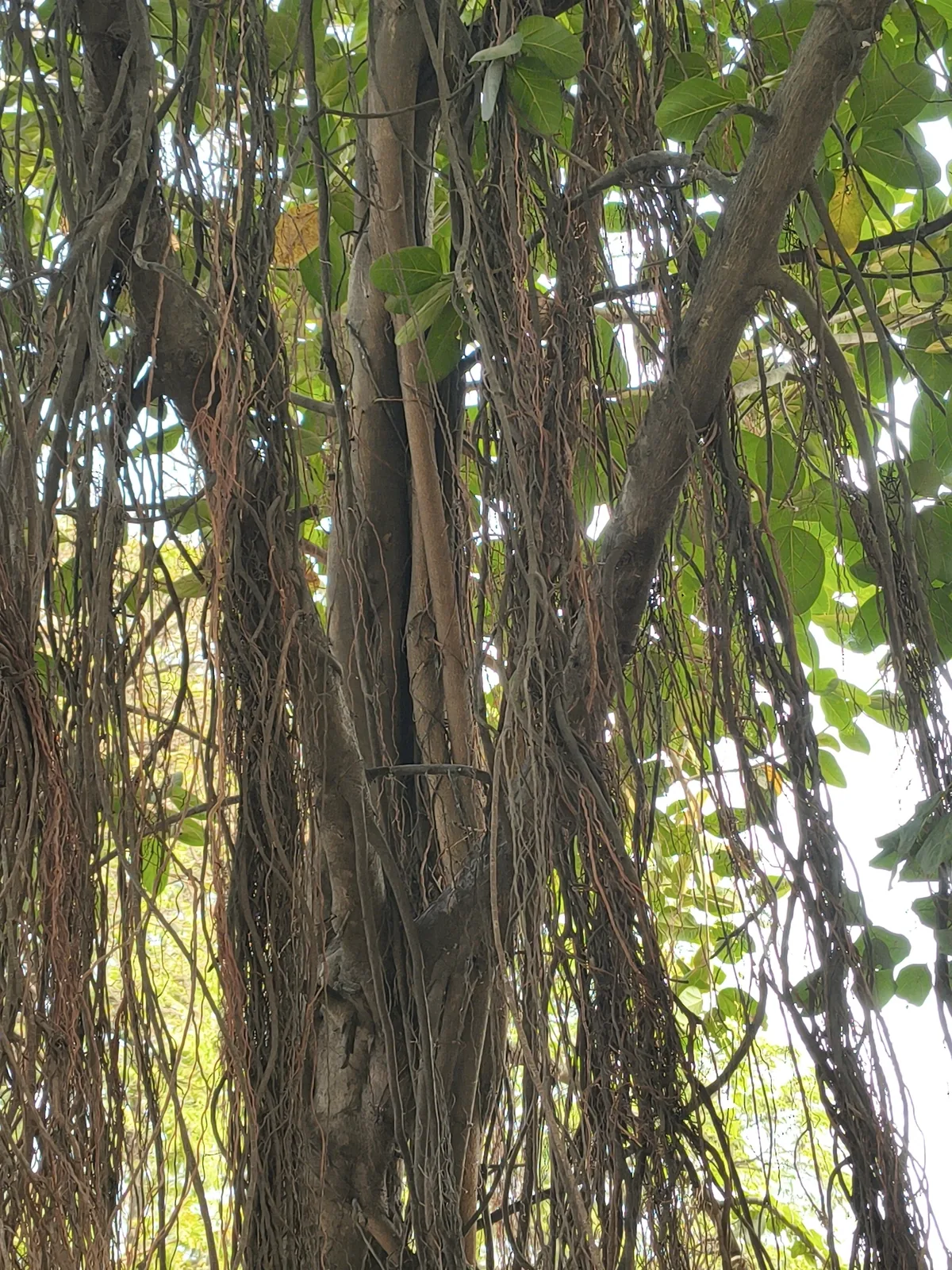 Photo: Raja Sekhar Chimirala, via iNaturalist · CC BY · via GBIF Banyan (Ficus benghalensis), photograph
