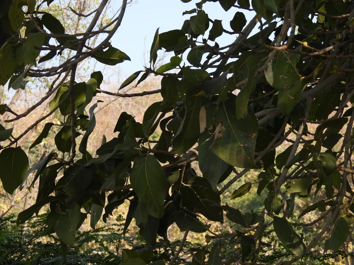 Banyan (Ficus benghalensis), photograph
