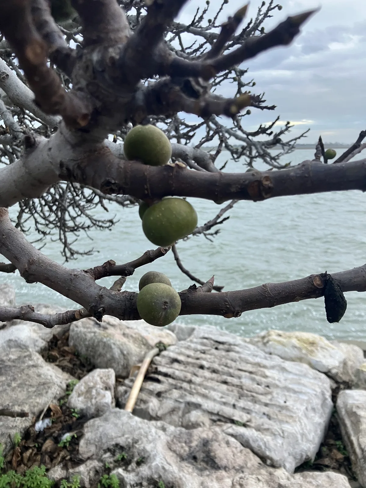 fig (Ficus carica), photograph