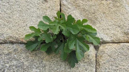 fig (Ficus carica), photograph