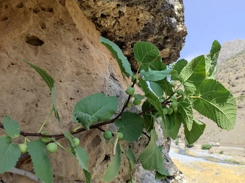fig (Ficus carica), photograph