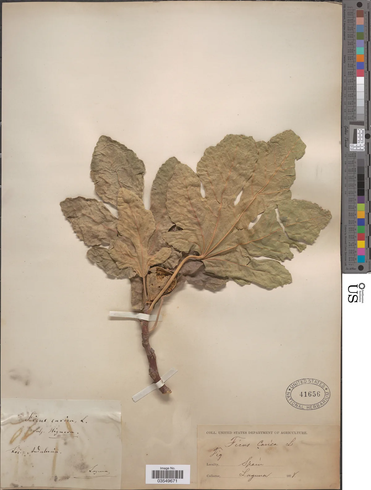 fig (Ficus carica), photograph