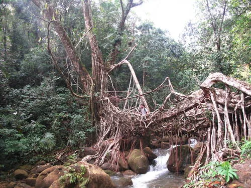 Rubber Plant (Ficus elastica), photograph