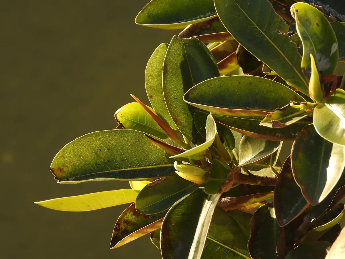 Photo: Duarte Frade, via iNaturalist · CC BY · via GBIF Rubber Plant (Ficus elastica), photograph