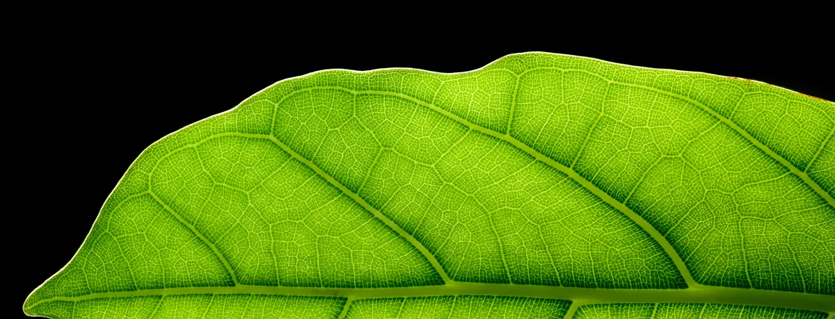 Photo: Julian Herzog (Website) · CC BY 4.0 · via Wikimedia Commons rubber plant (Ficus elastica), photograph