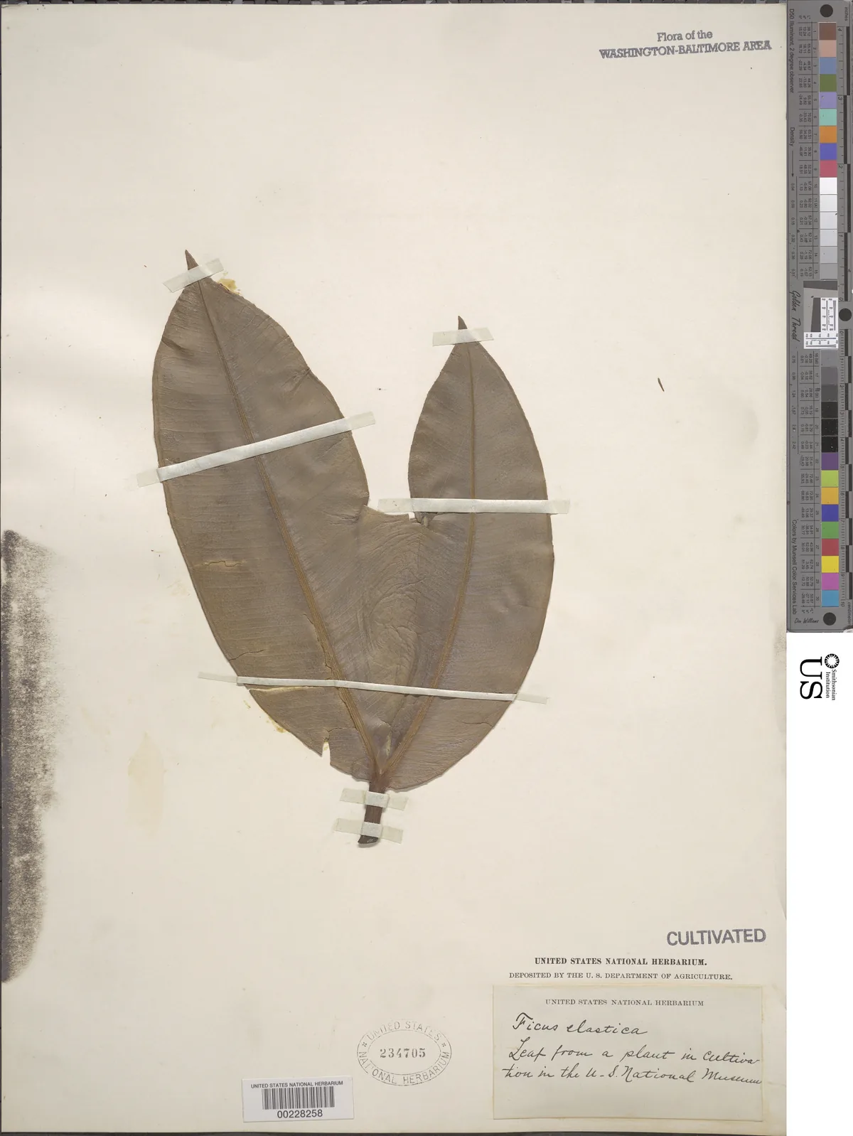 Rubber Plant (Ficus elastica), photograph