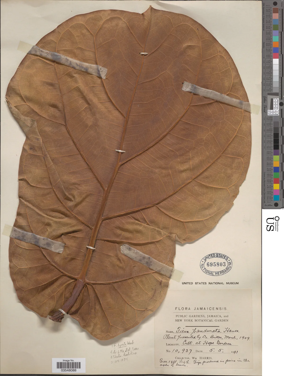 Fiddle Leaf Fig (Ficus lyrata), photograph