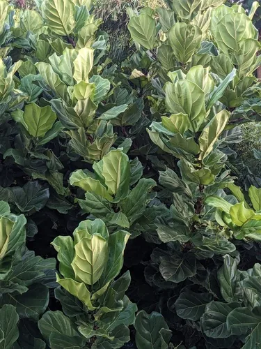 Photo: (c) Eric Knight, some rights reserved · CC BY · via iNaturalist fiddle leaf fig (Ficus lyrata), photograph