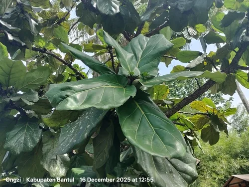 Fiddle Leaf Fig (Ficus lyrata), photograph