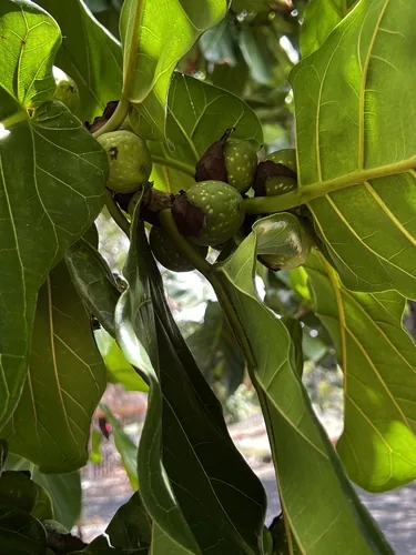 Fiddle Leaf Fig (Ficus lyrata), photograph