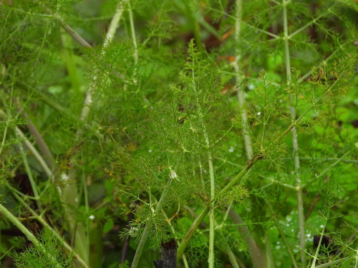 Fennel (Foeniculum vulgare), photograph