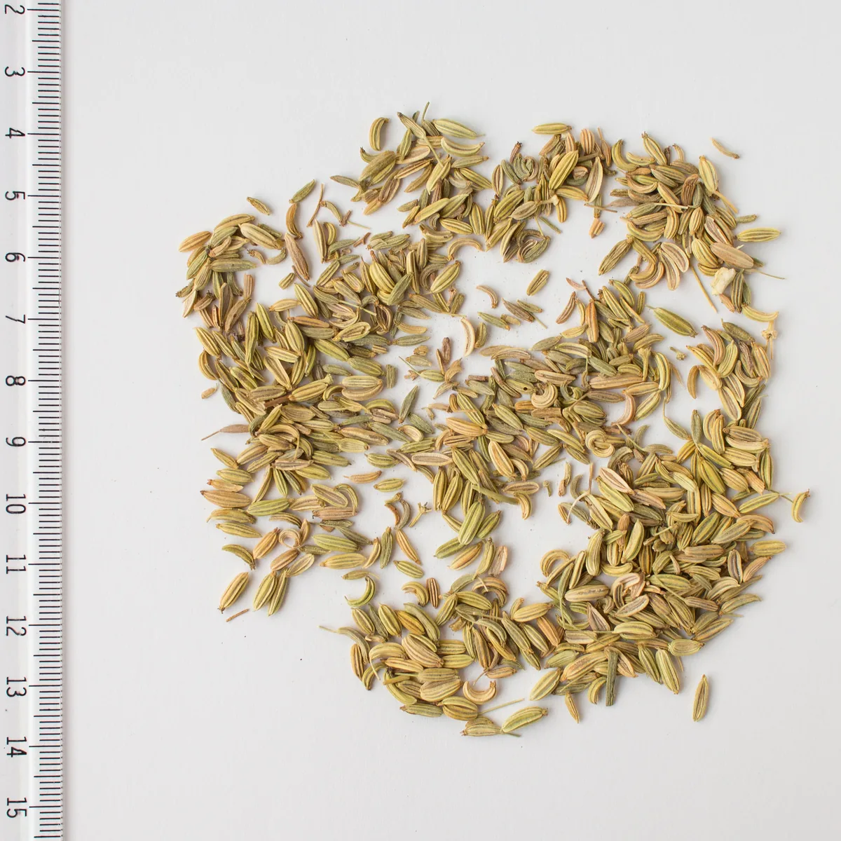 Fennel (Foeniculum vulgare), photograph
