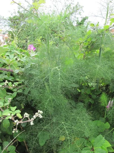 Fennel (Foeniculum vulgare), photograph