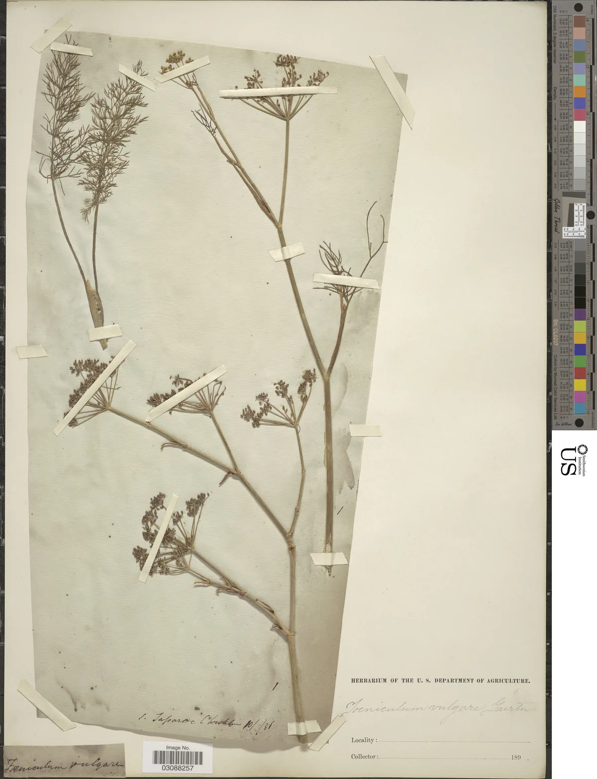 Fennel (Foeniculum vulgare), photograph