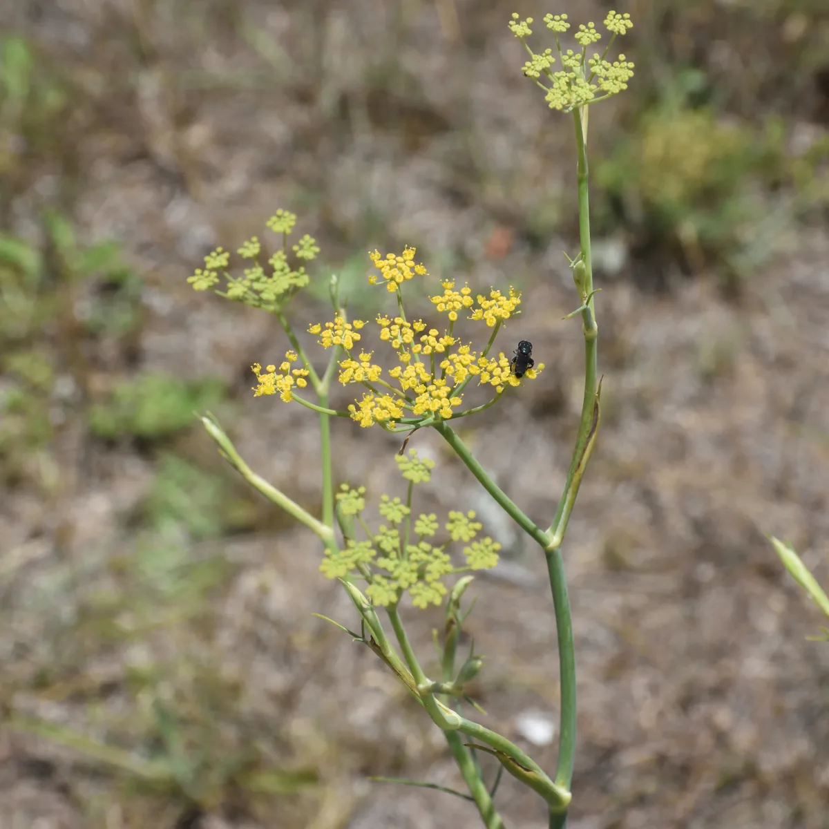 Fennel (Foeniculum vulgare), photograph