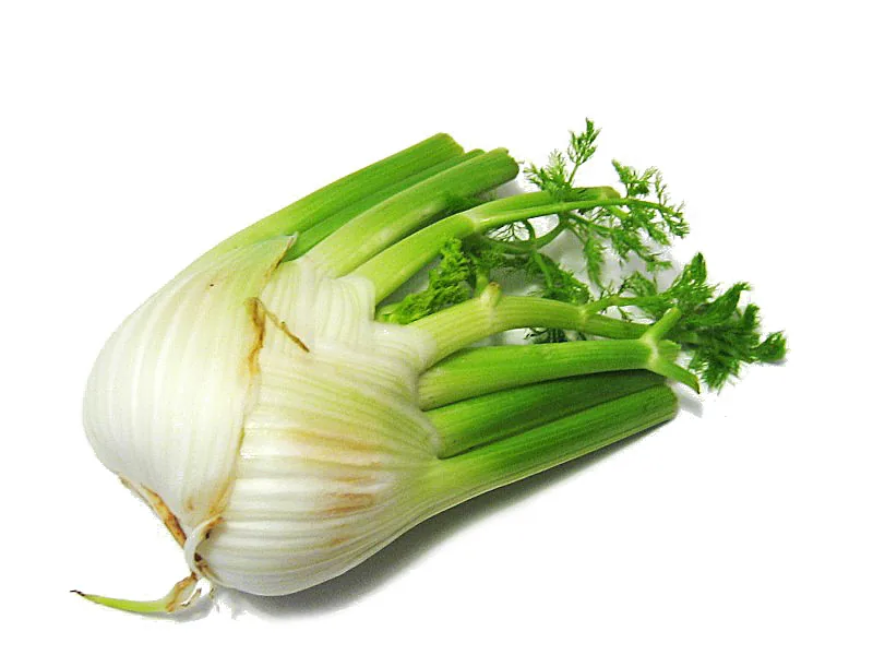 Photo: Fabelfroh, , via Wikimedia Commons · CC BY-SA 3.0 · via Wikimedia Commons fennel (Foeniculum vulgare), photograph