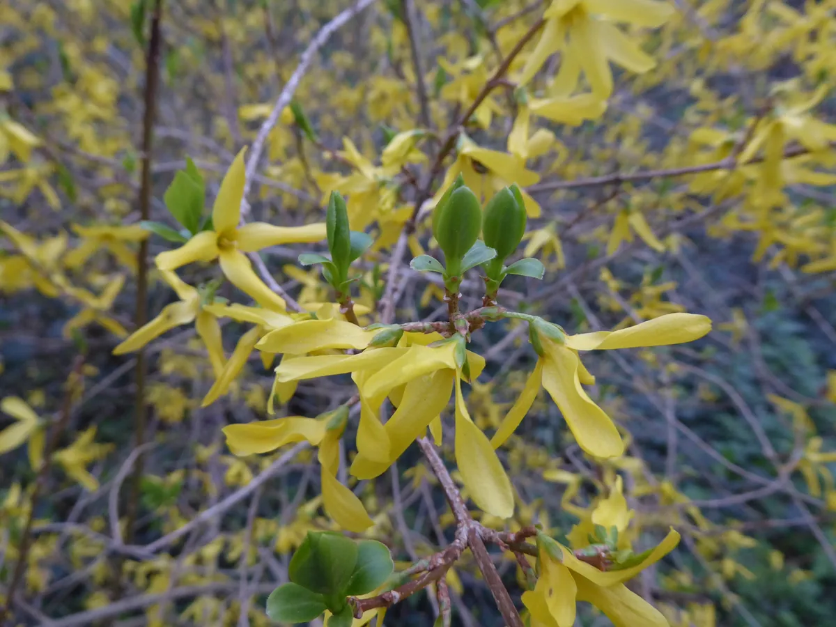 Forsythia (Forsythia × intermedia), photograph