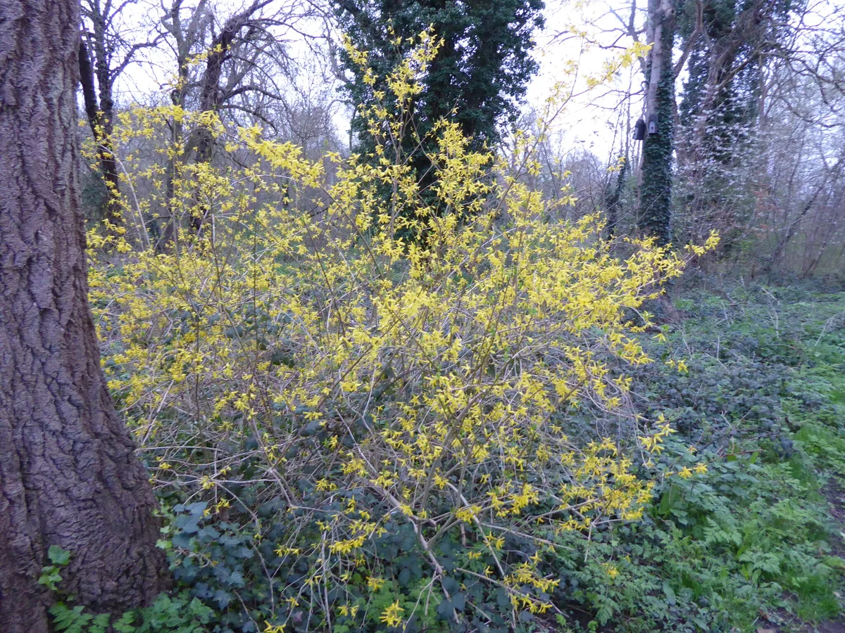 Forsythia (Forsythia × intermedia), photograph