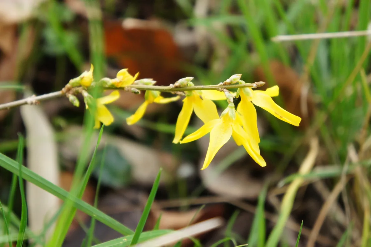 Photo: Alex Press, via iNaturalist · CC BY · via GBIF forsythia (Forsythia × intermedia), photograph