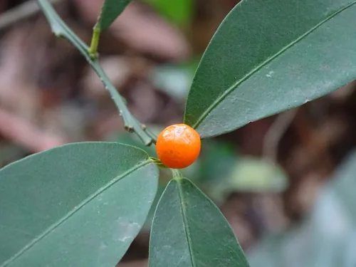 Photo: (c) Toby Y, some rights reserved · CC BY · via iNaturalist round kumquat (Fortunella japonica), photograph