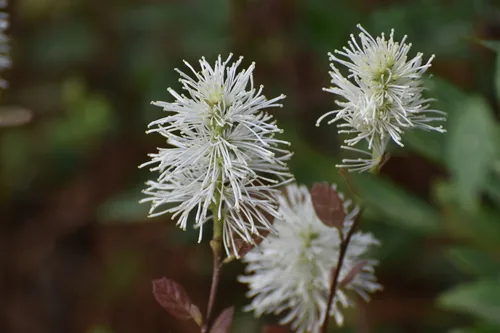 Photo: (c) Ryan Watson, some rights reserved · CC BY · via iNaturalist fothergilla (Fothergilla gardenii), photograph