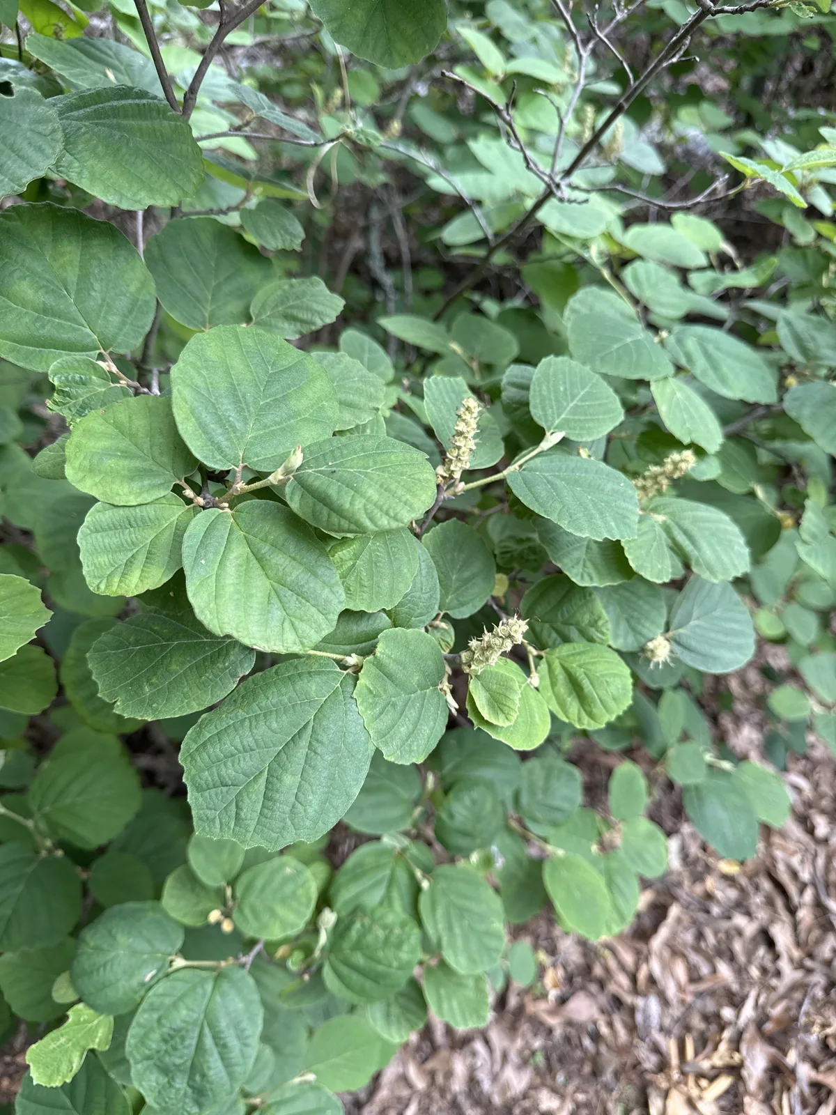 Fothergilla (Fothergilla gardenii), photograph