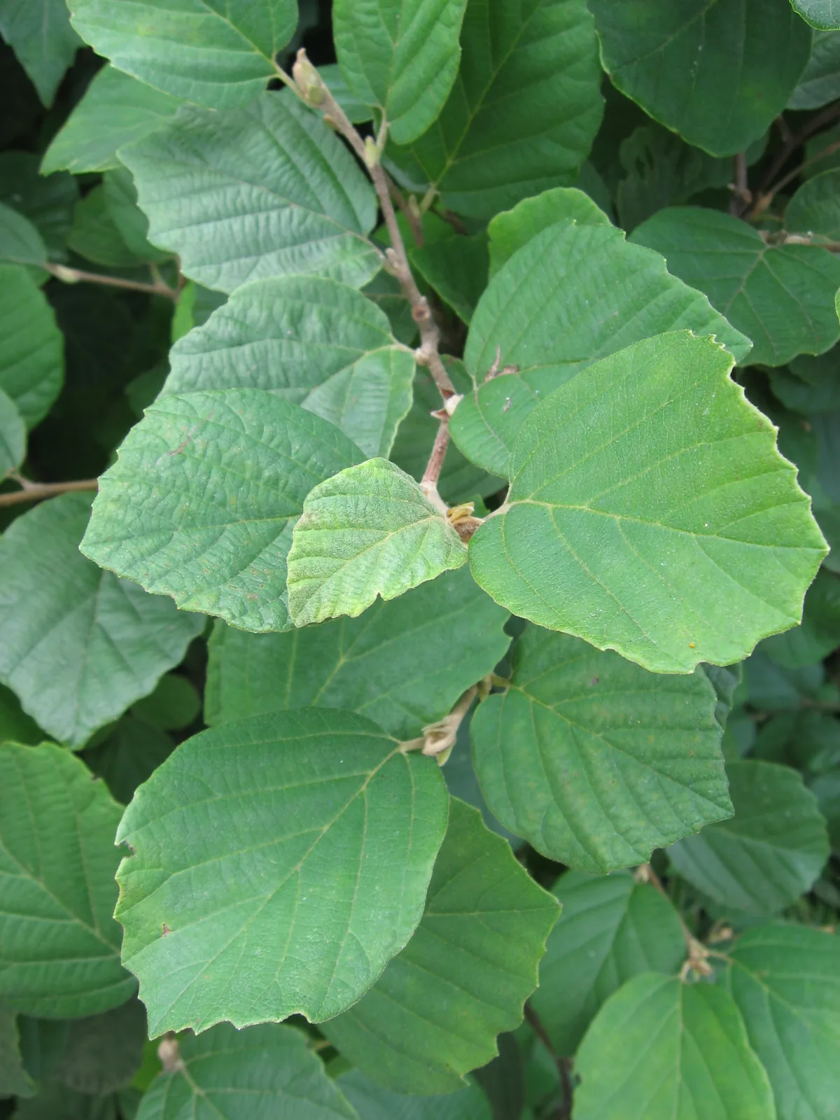 Fothergilla (Fothergilla gardenii), photograph