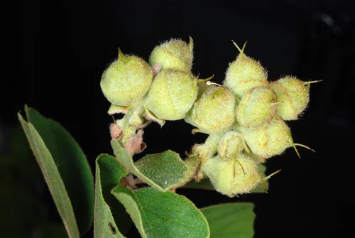 Fothergilla (Fothergilla gardenii), photograph
