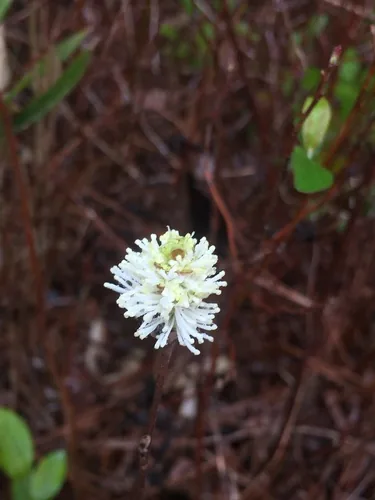 Fothergilla (Fothergilla gardenii), photograph