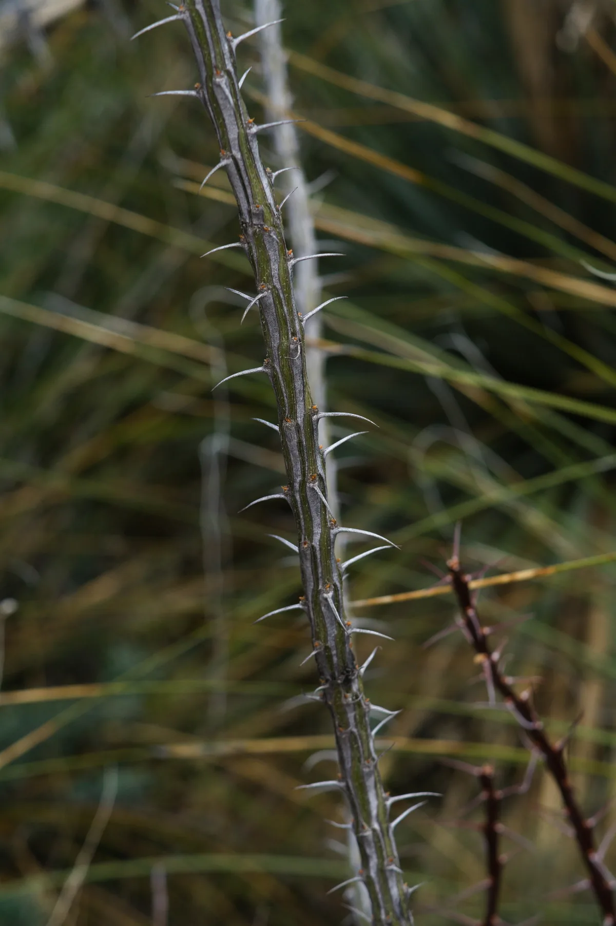 Ocotillo (Fouquieria splendens), photograph