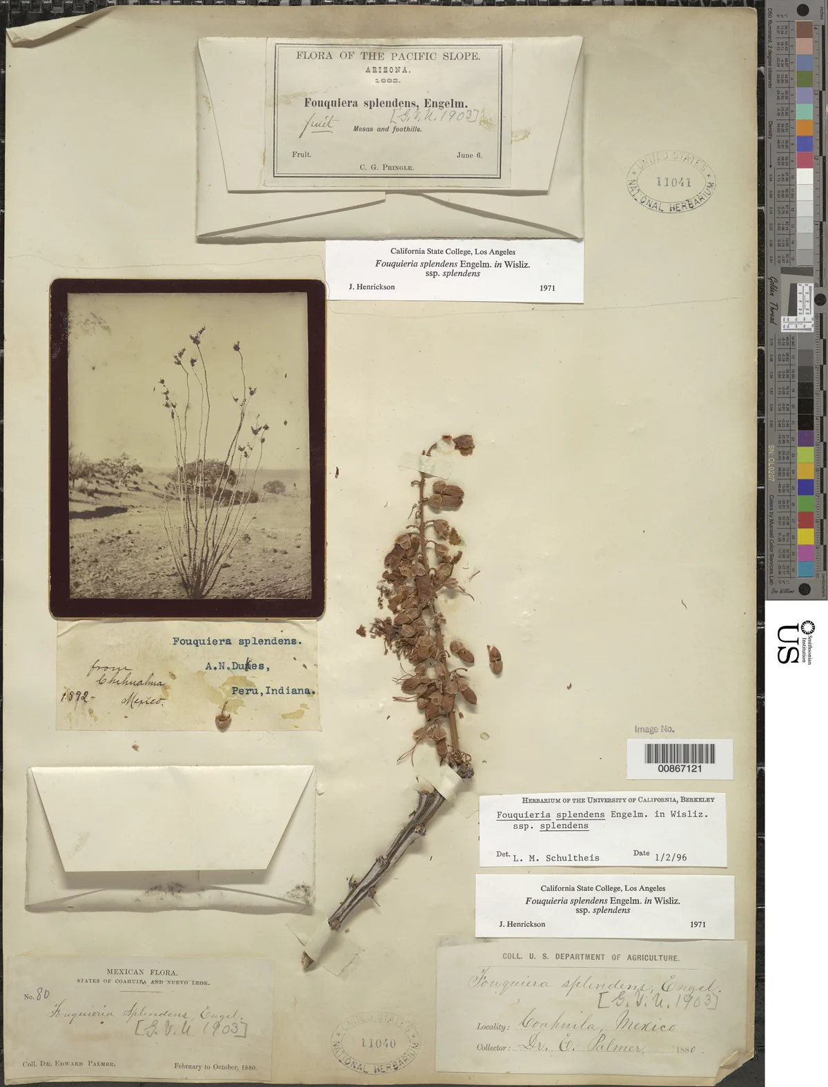 Ocotillo (Fouquieria splendens), photograph