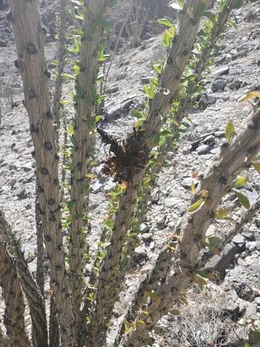 Photo: (c) Bob Miller, some rights reserved (CC BY) · cc-by · via iNaturalist Ocotillo (Fouquieria splendens), photograph