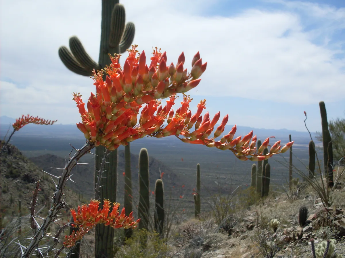 Photo: Debbie, , via Wikimedia Commons · CC BY 2.0 · via Wikimedia Commons ocotillo (Fouquieria splendens), photograph