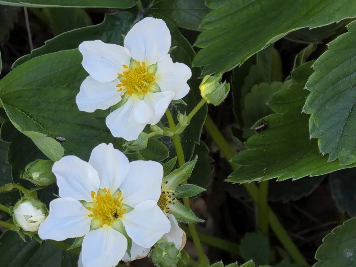 Photo: Stephen Gasson, via iNaturalist · CC0 · via GBIF Strawberry (Fragaria × ananassa), photograph