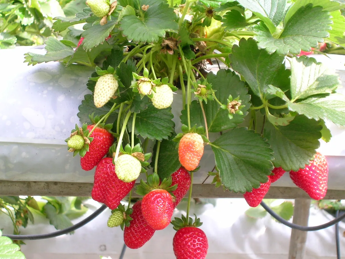 Strawberry, photograph