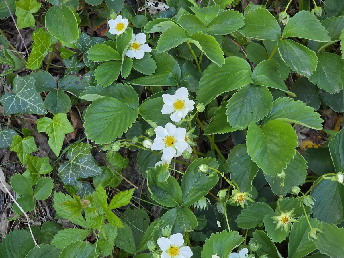 Strawberry (Fragaria × ananassa), photograph