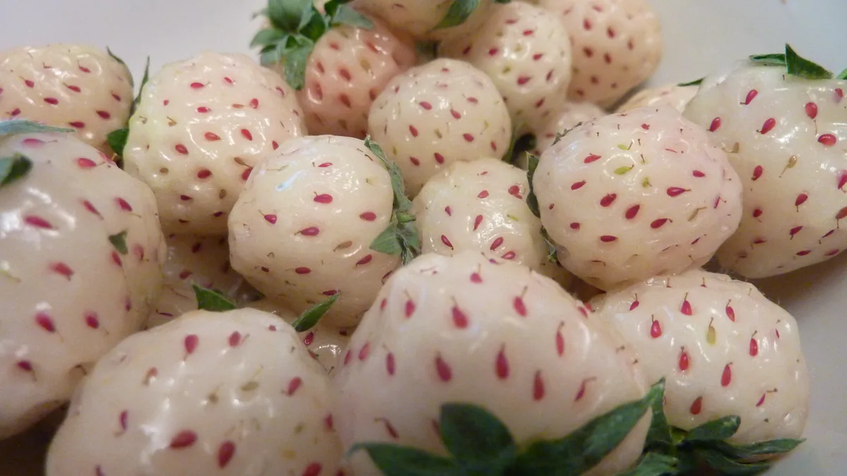 Strawberry (Fragaria × ananassa), photograph