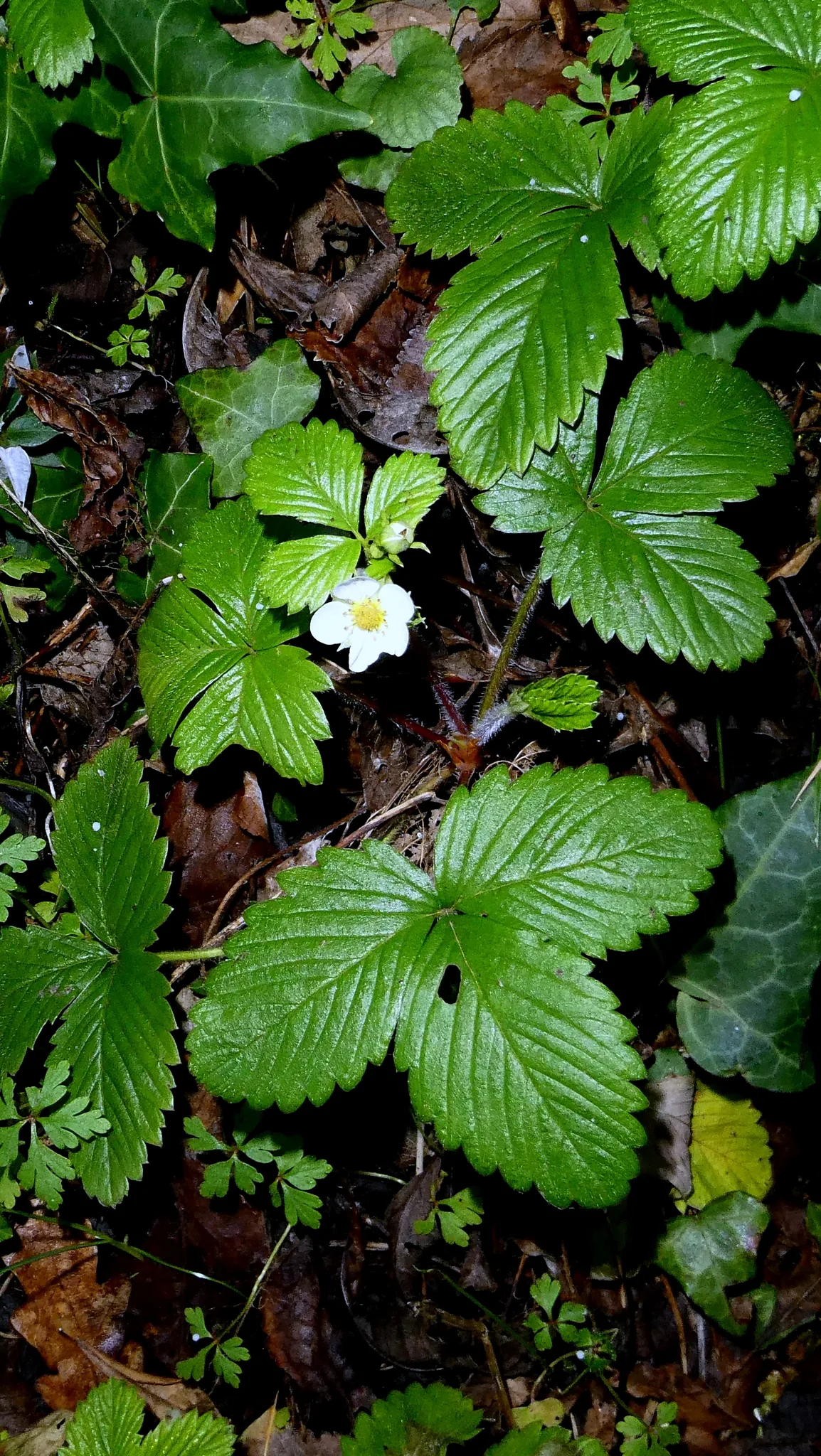 Wild Strawberry (Fragaria vesca), photograph