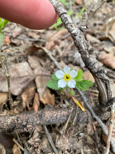 Wild Strawberry (Fragaria vesca), photograph