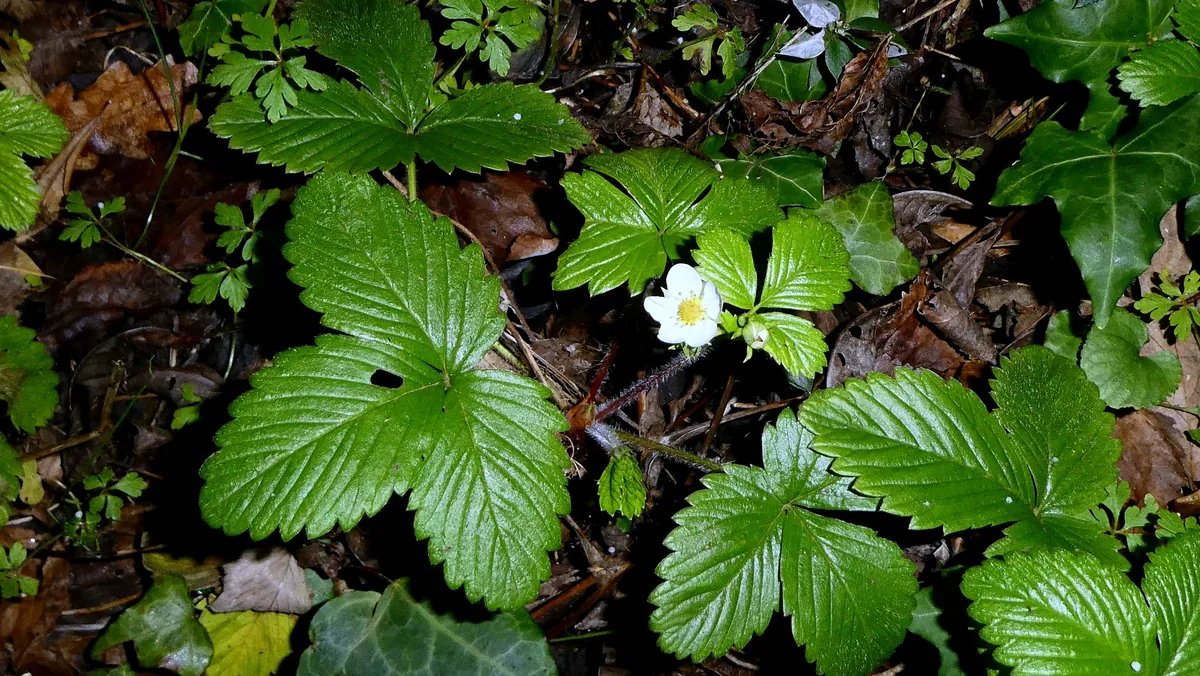 Wild Strawberry (Fragaria vesca), photograph