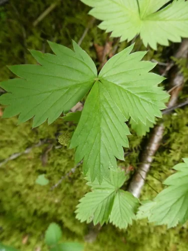 Wild Strawberry (Fragaria vesca), photograph