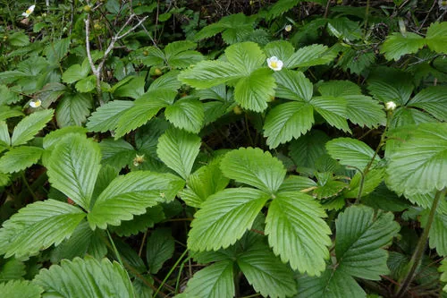 Photo: (c) John Barkla, some rights reserved (CC BY) · cc-by · via iNaturalist Wild Strawberry (Fragaria vesca), photograph
