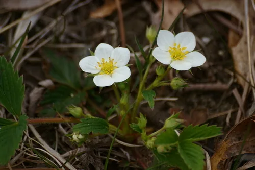 Virginia wild strawberry (Fragaria virginiana), photograph