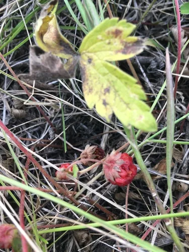 Virginia Wild Strawberry (Fragaria virginiana), photograph