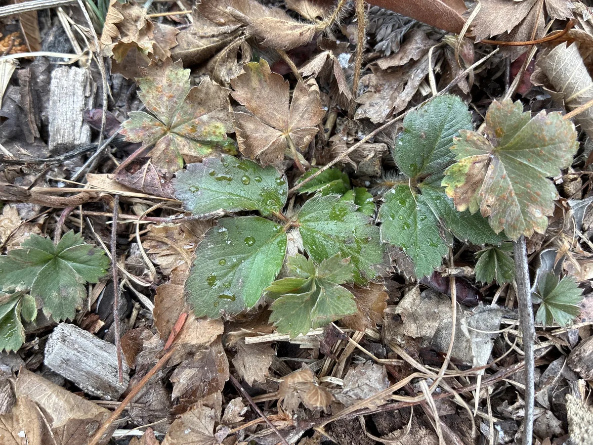 Virginia Wild Strawberry (Fragaria virginiana), photograph