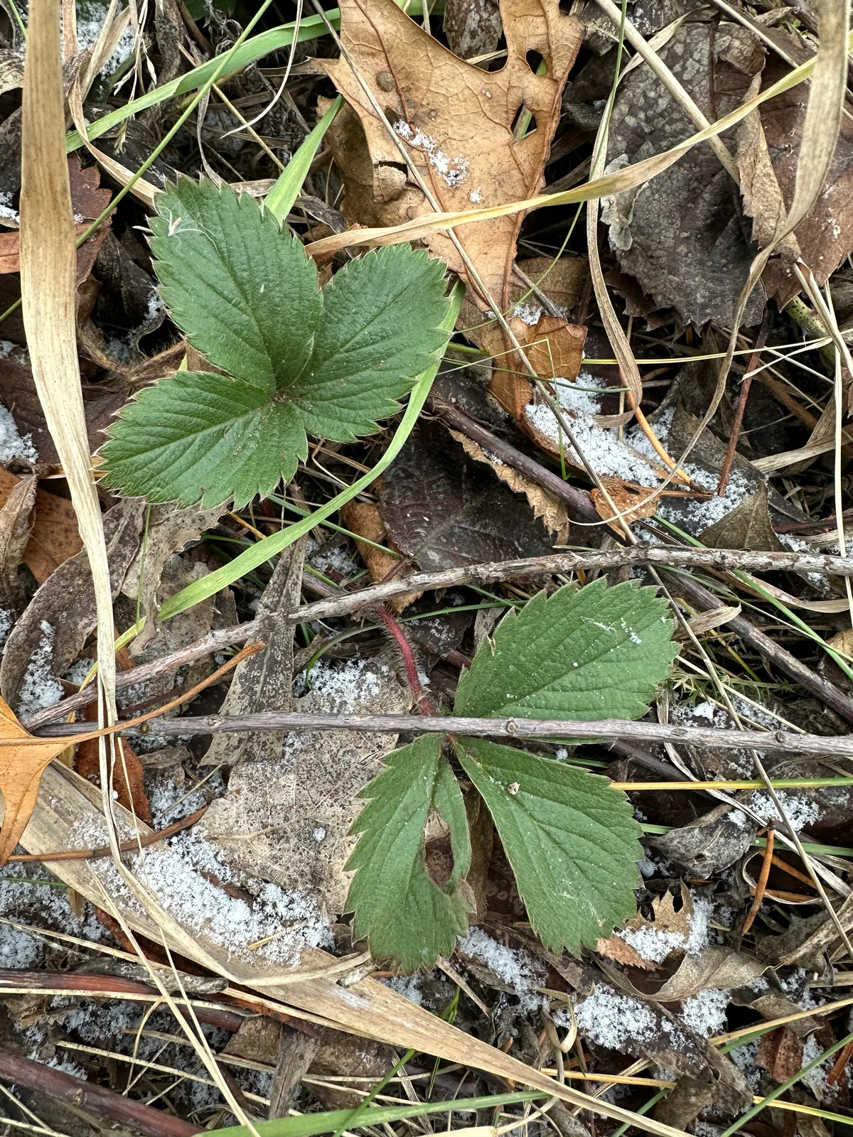 Virginia Wild Strawberry (Fragaria virginiana), photograph