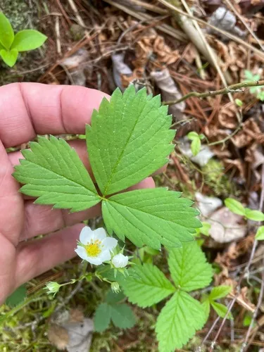 Virginia Wild Strawberry (Fragaria virginiana), photograph