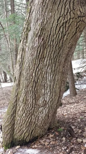 White Ash (Fraxinus americana), photograph