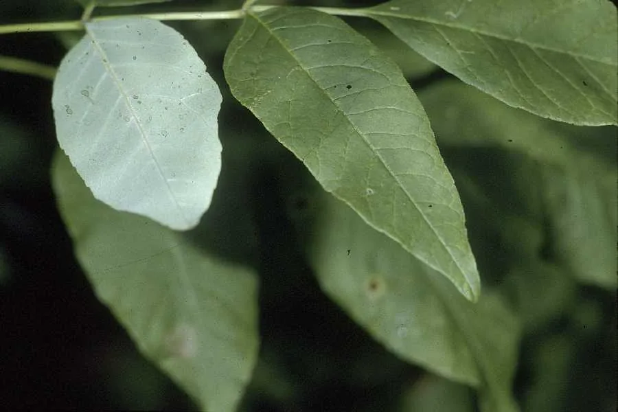 White Ash (Fraxinus americana), photograph