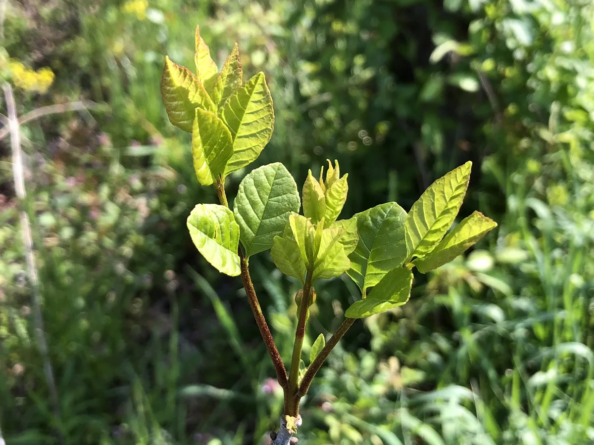 White Ash (Fraxinus americana), photograph